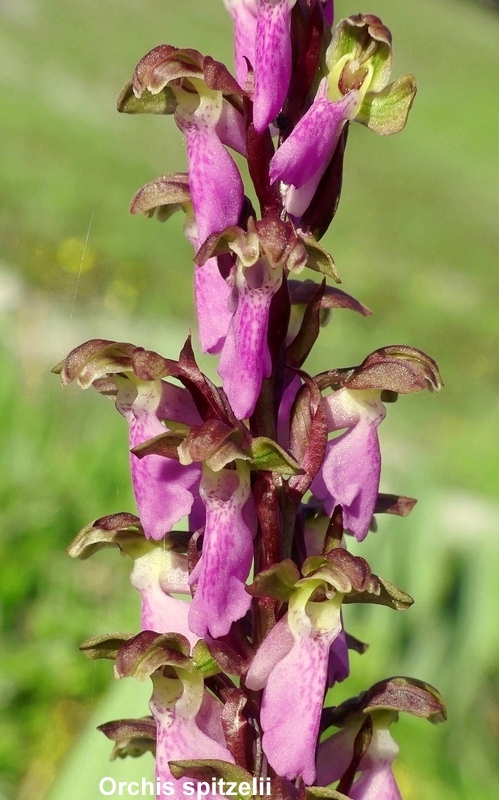 Una giornata tra le orchidee da Villetta Barrea a Scanno - 16 giugno 2021